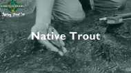 Native Trout Fishing in Pennsylvania | Planning and Strategies to be Successful