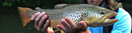 Pennsylvania Trout Stocking Opportunities and Tactics