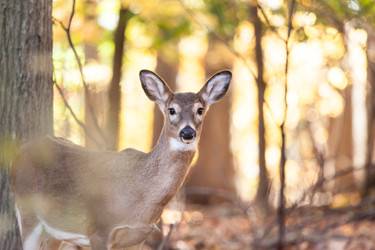 ​Pennsylvania Game Commission Announces Updated Antlerless License Process for 2023-24 Hunting Season