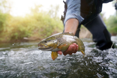 Spring Fishing Frenzy: Unraveling the Secrets of Pennsylvania Waters for a Successful Fishing Adventure