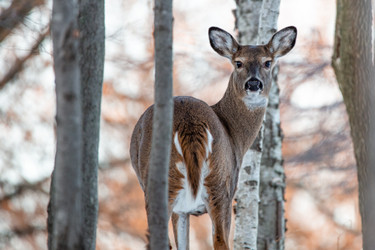 Pennsylvania Game Commission Announces Updated Antlerless License Process for 2024-25 Hunting Season