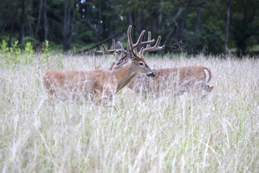 Big Woods Whitetail — Interview with Beau Martonik