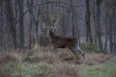 Chronic Wasting Disease (CWD)