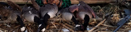 Pennsylvania Goose Hunting Strategy for Second Season Flocks