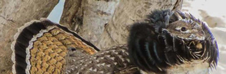 Ruffed Grouse Decline and Their Future in the Keystone State