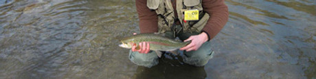 Steelhead Techniques For Lake Erie Tributaries-by Tim Trainer