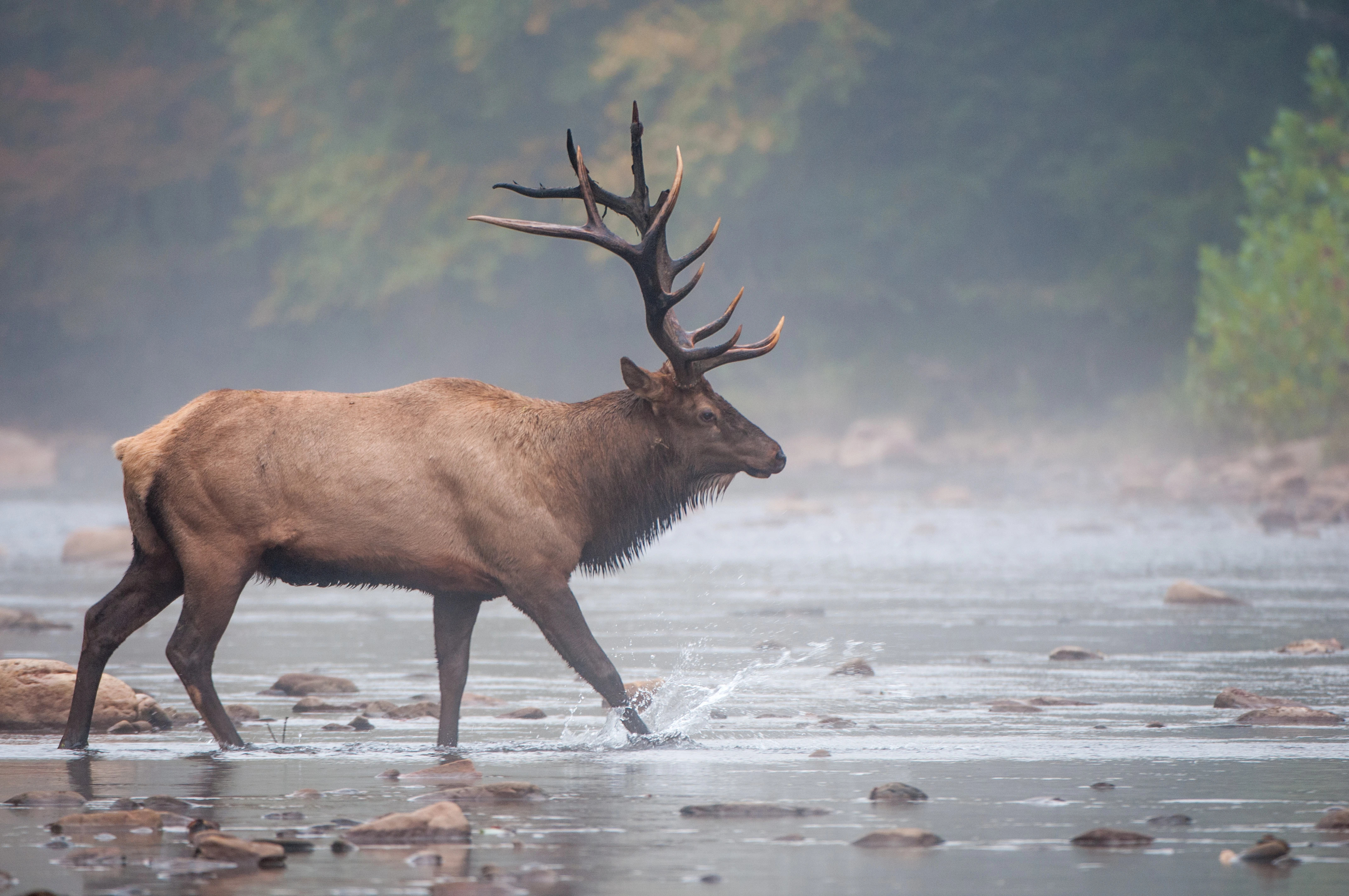 Pennsylvania’s New Elk Tag Application Process: A Win for PA Hunters?