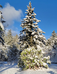 Our Hours this Week - UPDATED 12/23 