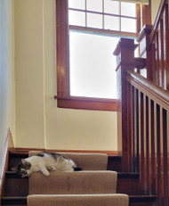 Miss Flora Our Store Cat