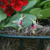 EN-11  Hummingbird Earrings