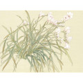 Freesias