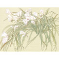 Freesias