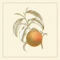 Fruits