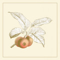 Fruits