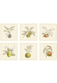Fruits | The Mural Source by Paul Montgomery