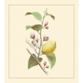 Fruits II
