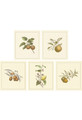 Fruits II | The Mural Source by Paul Montgomery