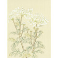White Chrysanthemum