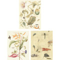 Nature Study | The Mural Source by Paul Montgomery