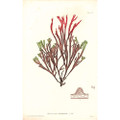 Seaweed