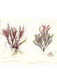 Seaweed | The Mural Source by Paul Montgomery