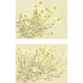 Daisies | The Mural Source by Paul Montgomery