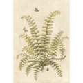 Ferns
