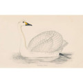 Swans