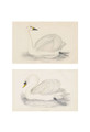 Swans | The Mural Source by Paul Montgomery