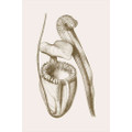 Pitchers Sepia
