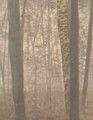 Riverwood