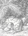 Hawaii, printed mural wallpaper by Paul Montgomery. Grisaille detail shot.