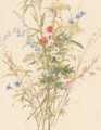 Fleurs des Champs
