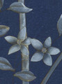Morning Garden Navy, printed mural wallpaper by Paul Montgomery. Up-close detail shot.