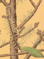 Quiet Forest Gardenia, printed mural wallpaper by Paul Montgomery. Up-close detail shot.