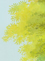 Romanesque, printed mural wallpaper by Paul Montgomery. Up-close detail shot.