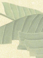 Rio, printed mural wallpaper by Paul Montgomery. Up-close detail shot.