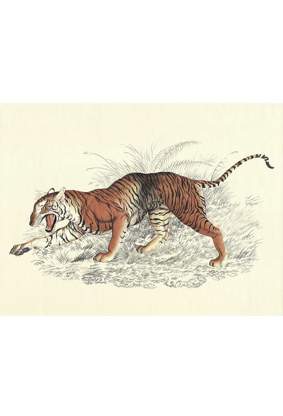 Tiger | The Mural Source by Paul Montgomery