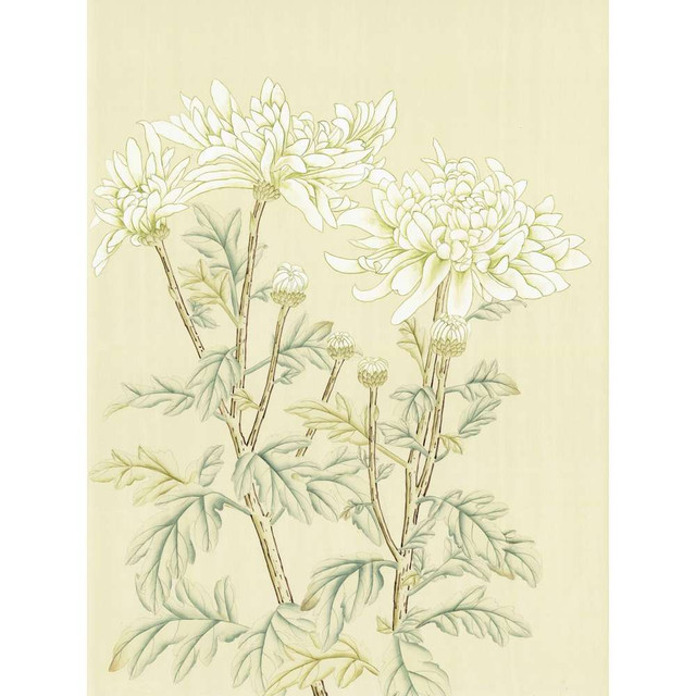 White Chrysanthemum