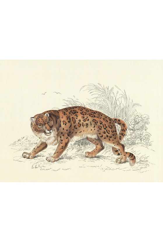 Leopard
