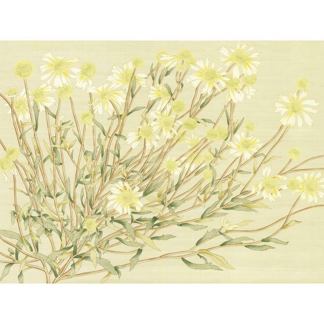 Daisies