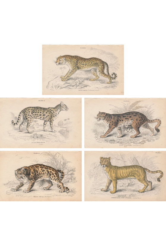 Cats