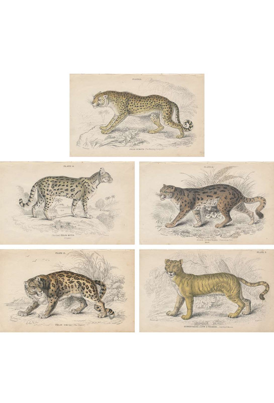 Cats | The Mural Source by Paul Montgomery