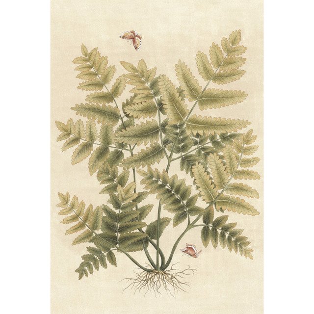 Ferns