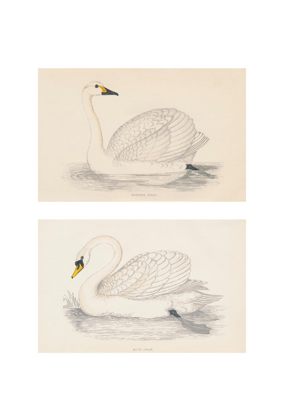 Swans