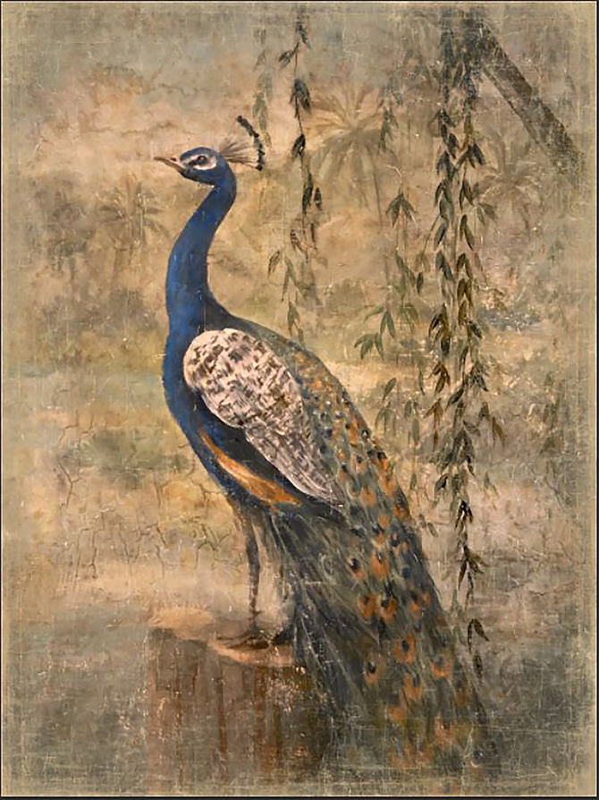 Peacock