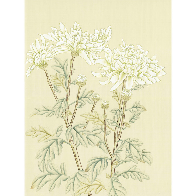 White Chrysanthemum