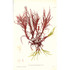 Seaweed