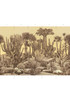 Desert Garden, printed mural wallpaper by Paul Montgomery. Sepia panel layout.