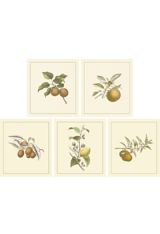Fruits II | The Mural Source by Paul Montgomery